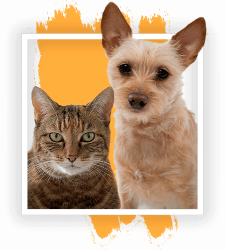 Imagem de gato e cão filhote