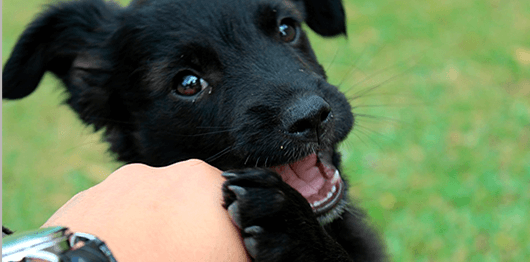Imagem de filhote de cachorro de cor preta sem raça definida