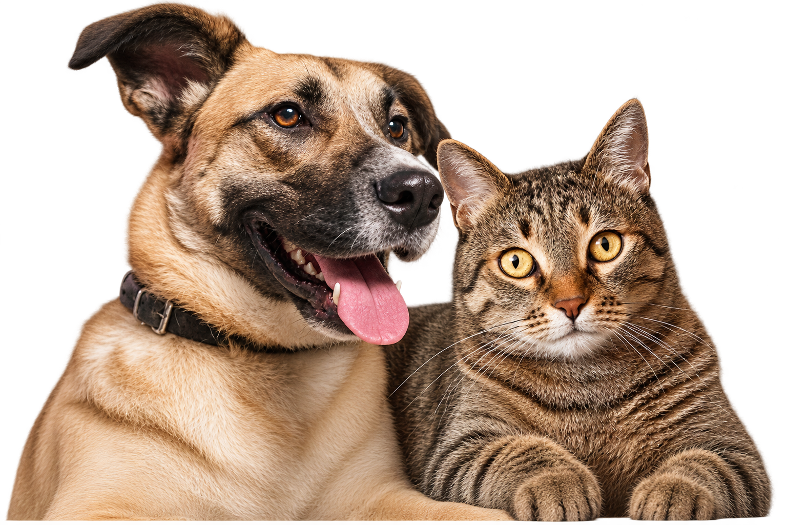 Cães beneficiados